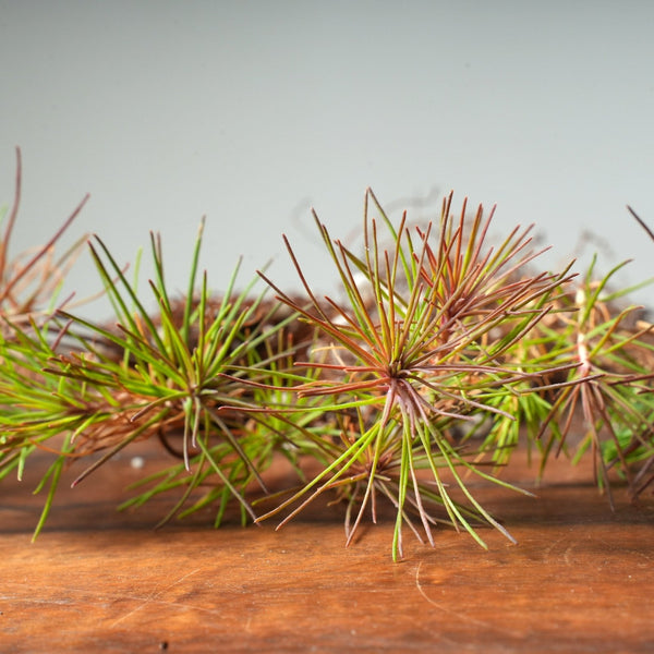 Scots Pine Bare - Root Bonsai Starters - Bonsaify