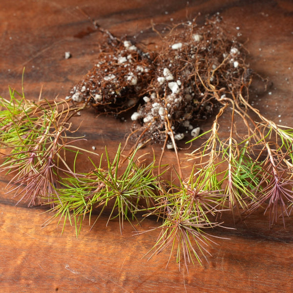 Scots Pine Bare - Root Bonsai Starters - Bonsaify