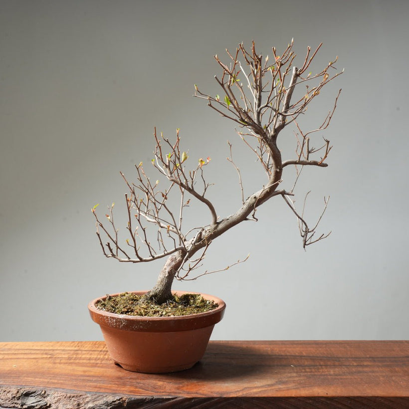 Best Bonsai for Outdoors