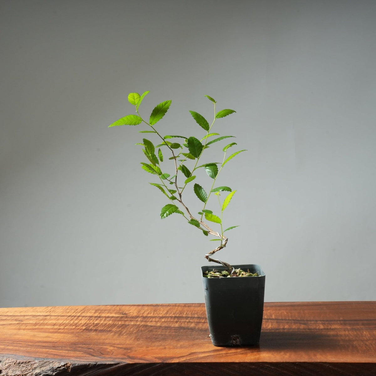 Bonsaify | Texas Cedar Elm Starter