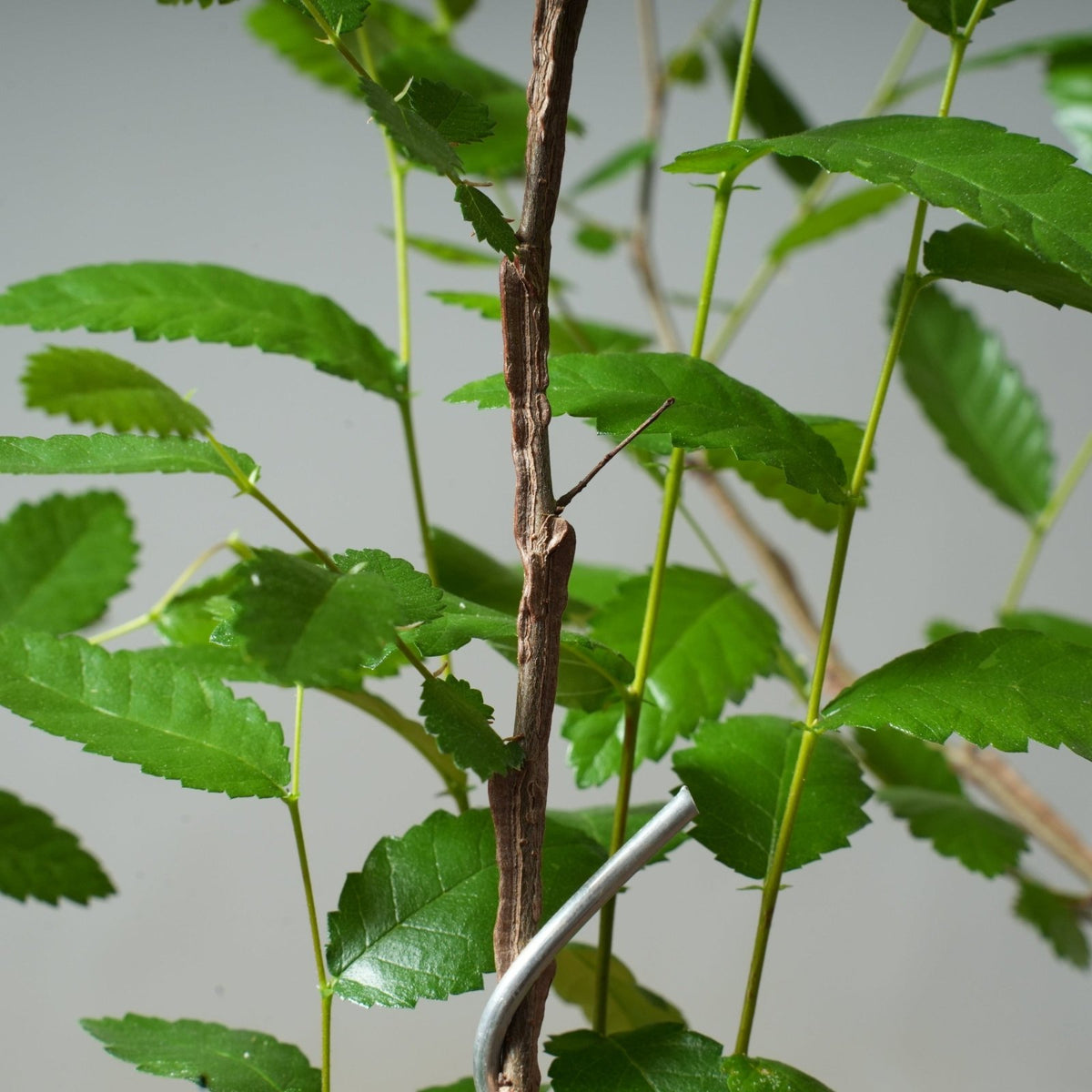 Bonsaify | Texas Cedar Elm Starter