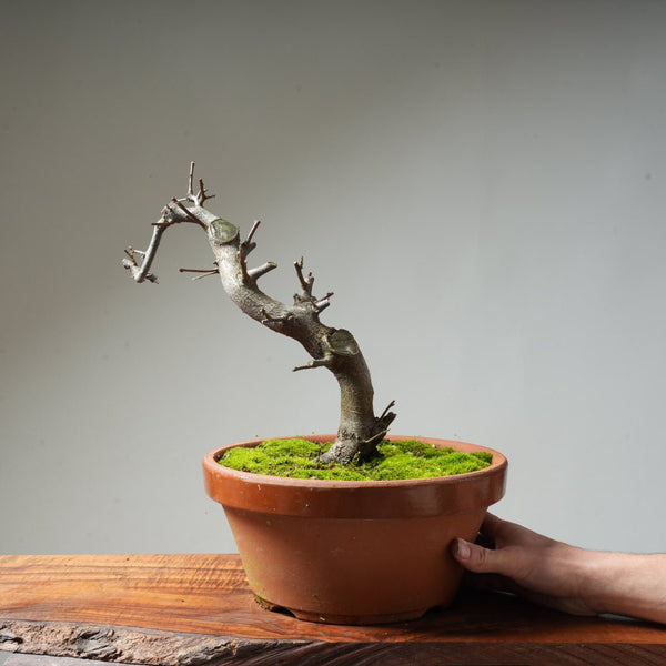 Toringo Crabapple Bonsai #127 - Bonsaify