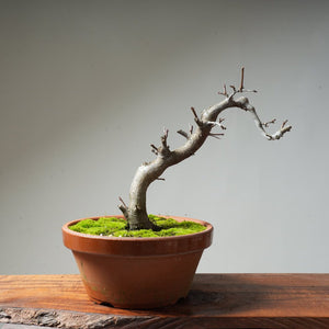 Toringo Crabapple Bonsai #127 - Bonsaify