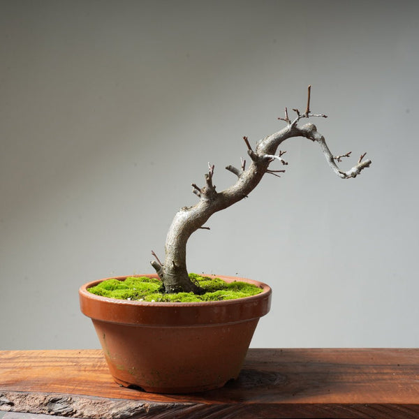 Toringo Crabapple Bonsai #127 - Bonsaify