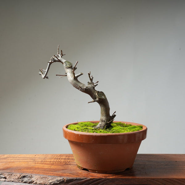 Toringo Crabapple Bonsai #127 - Bonsaify