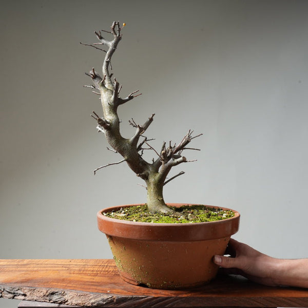 Toringo Crabapple Bonsai #129 - Bonsaify