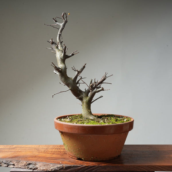 Toringo Crabapple Bonsai #129 - Bonsaify