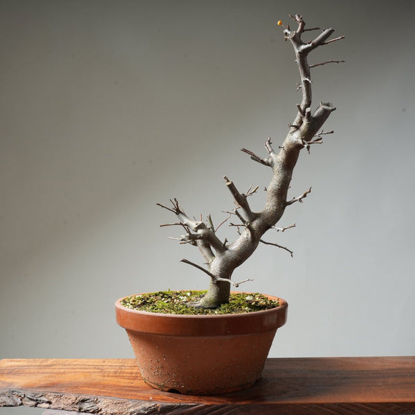 Toringo Crabapple Bonsai #129 - Bonsaify