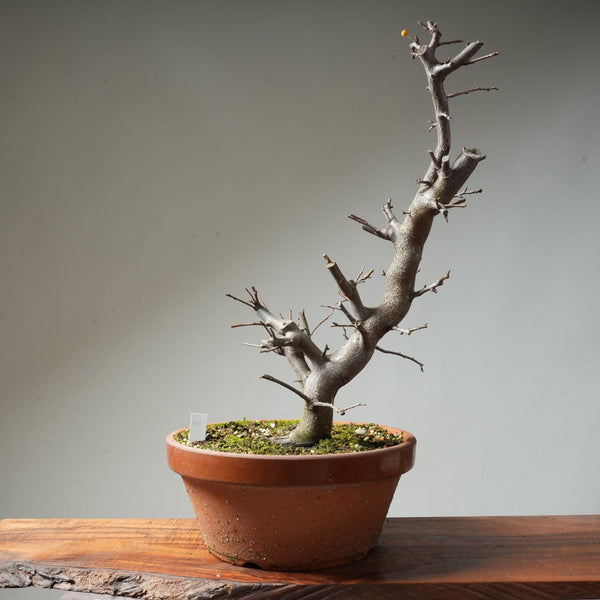 Toringo Crabapple Bonsai #129 - Bonsaify