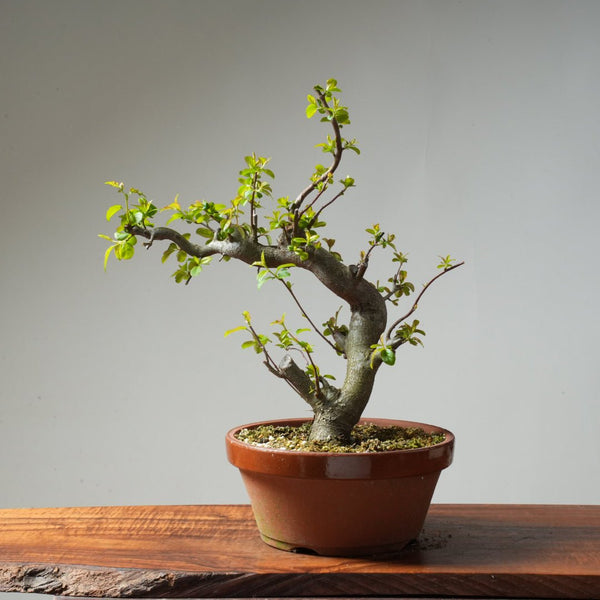 Toringo Crabapple Bonsai #165 - Bonsaify