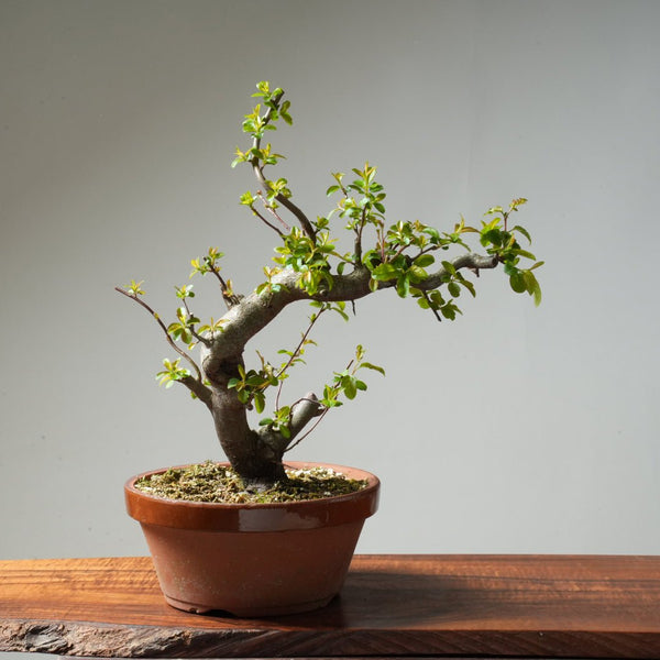 Toringo Crabapple Bonsai #165 - Bonsaify