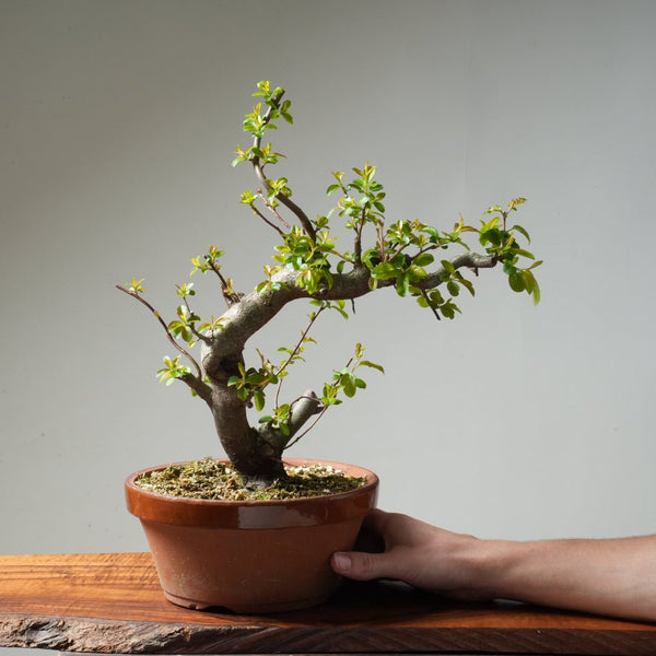 Toringo Crabapple Bonsai #165 - Bonsaify