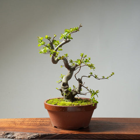 Toringo Crabapple Bonsai #166 - Bonsaify