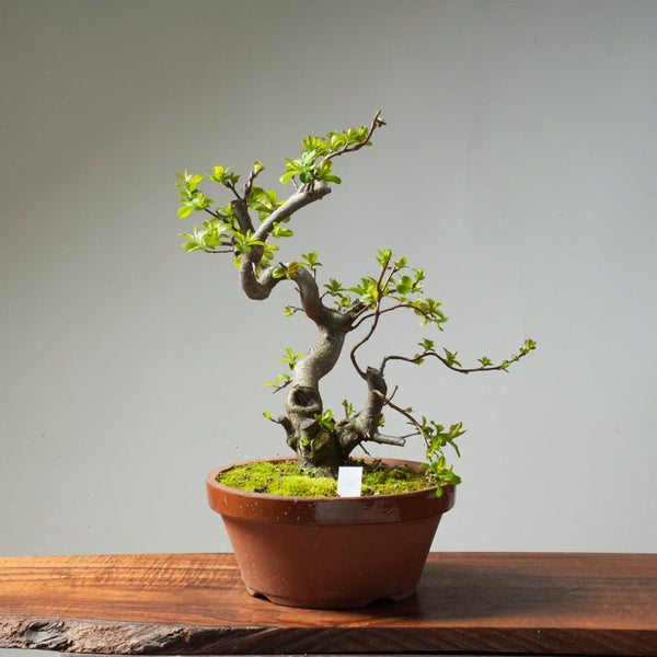 Toringo Crabapple Bonsai #166 - Bonsaify