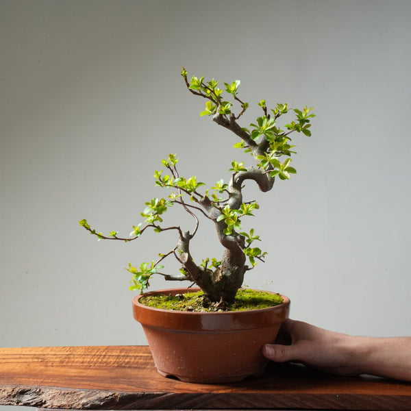 Toringo Crabapple Bonsai #166 - Bonsaify