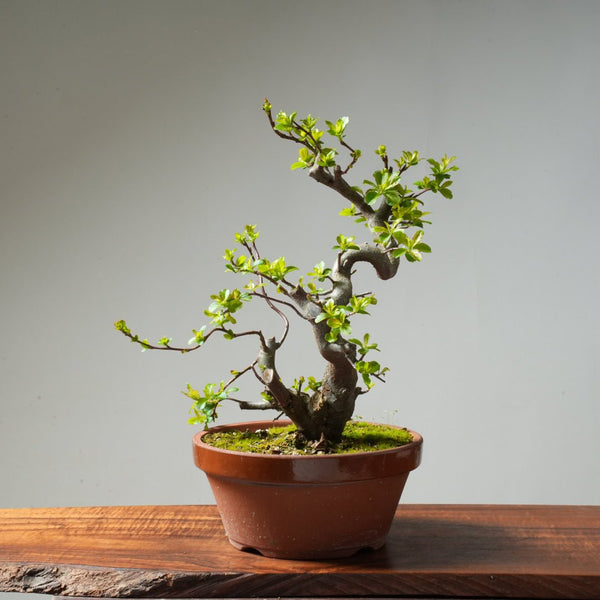 Toringo Crabapple Bonsai #166 - Bonsaify