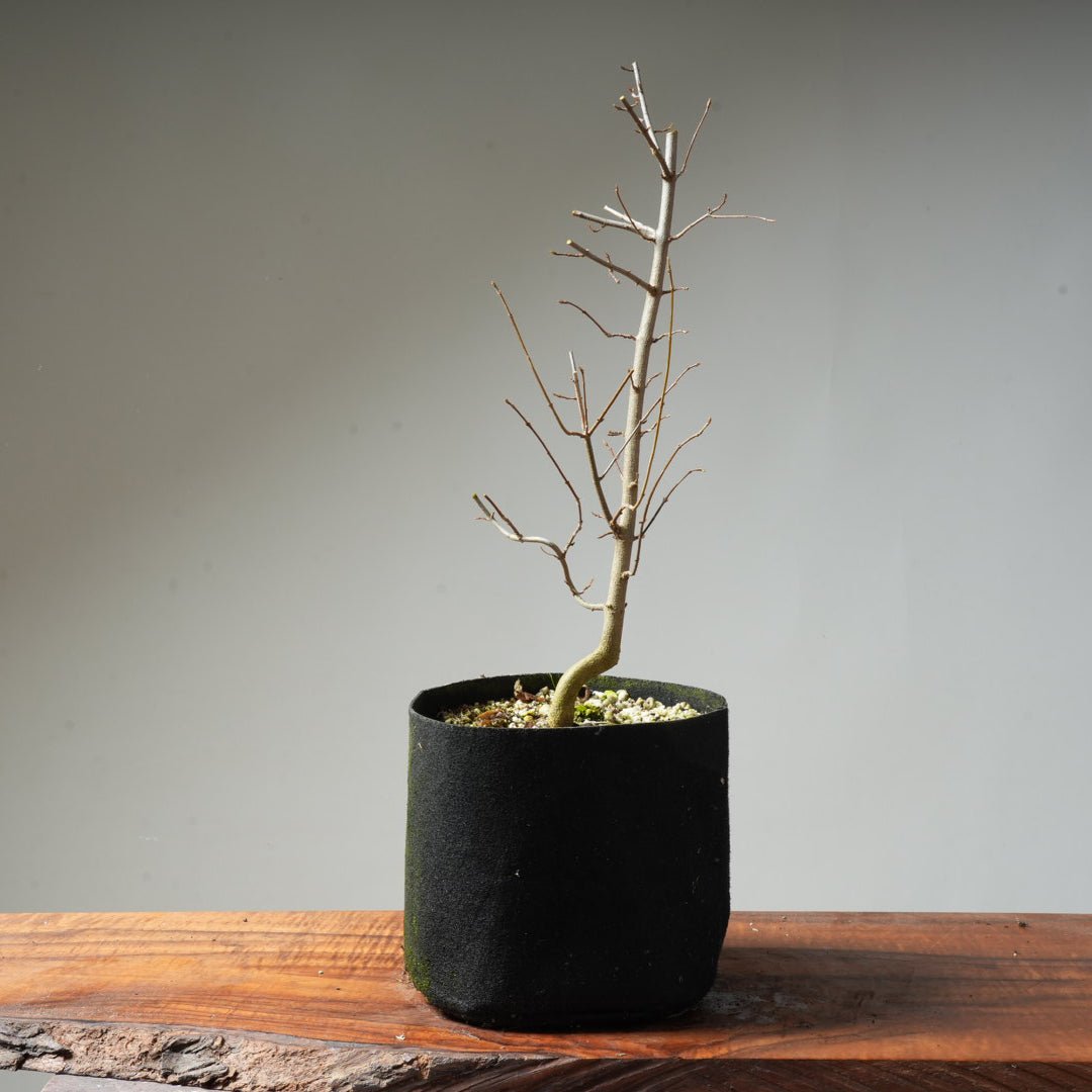 Trident Maple Pre - Bonsai #134 - Bonsaify