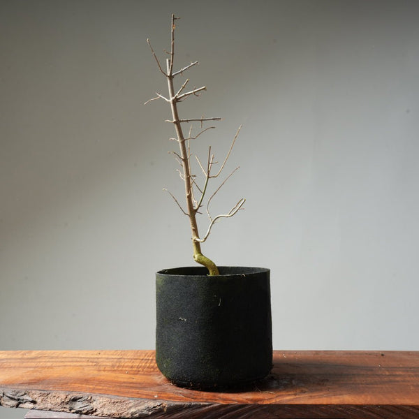 Trident Maple Pre - Bonsai #134 - Bonsaify