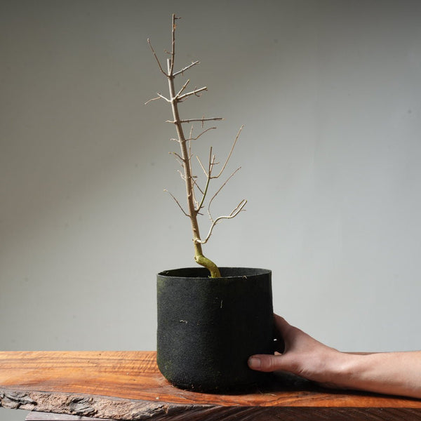 Trident Maple Pre - Bonsai #134 - Bonsaify