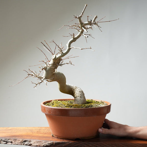 Trident Maple Pre - Bonsai #156 - Bonsaify