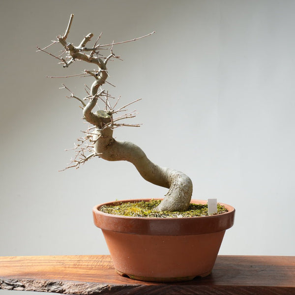 Trident Maple Pre - Bonsai #156 - Bonsaify