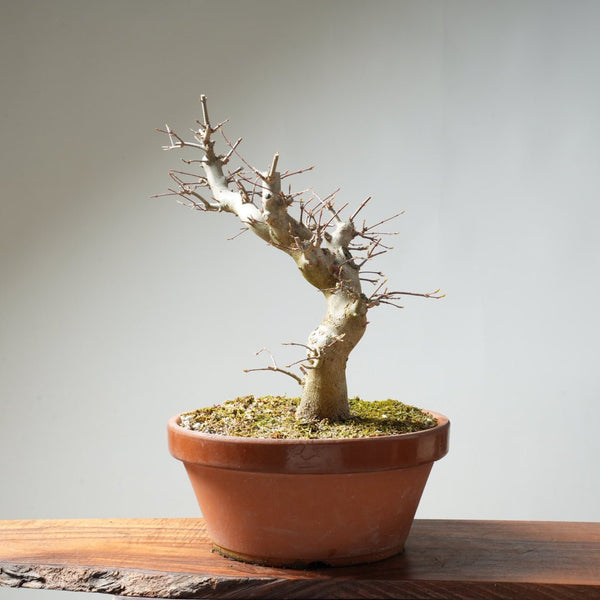 Trident Maple Pre - Bonsai #157 - Bonsaify