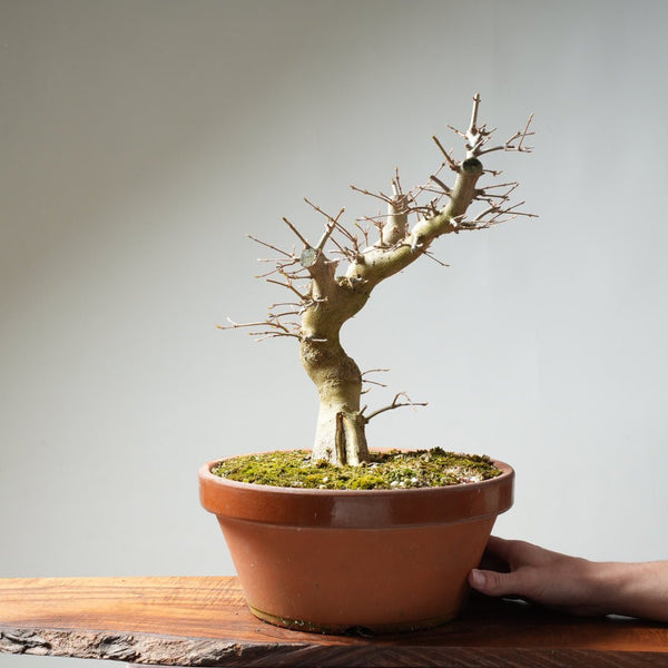 Trident Maple Pre - Bonsai #157 - Bonsaify