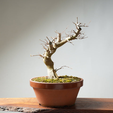 Trident Maple Pre - Bonsai #157 - Bonsaify