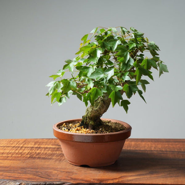 Trident Maple Pre - Bonsai #234 - Bonsaify