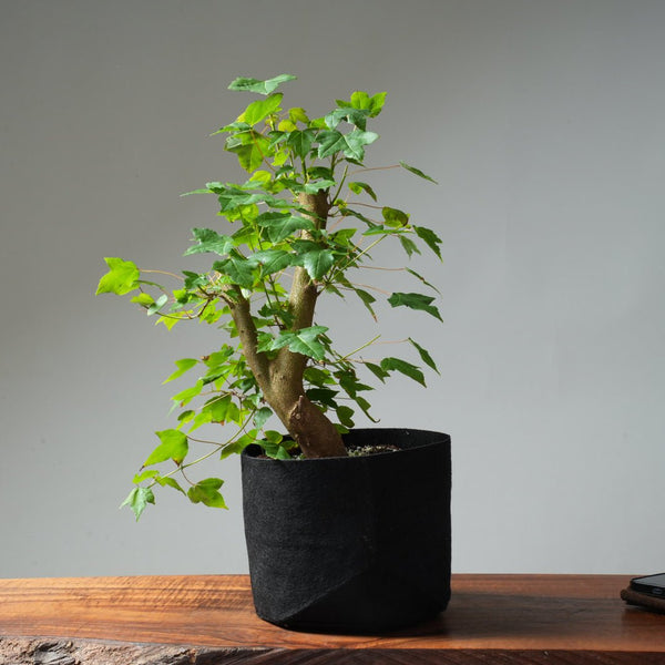 Trident Maple Pre - Bonsai #236 - Bonsaify
