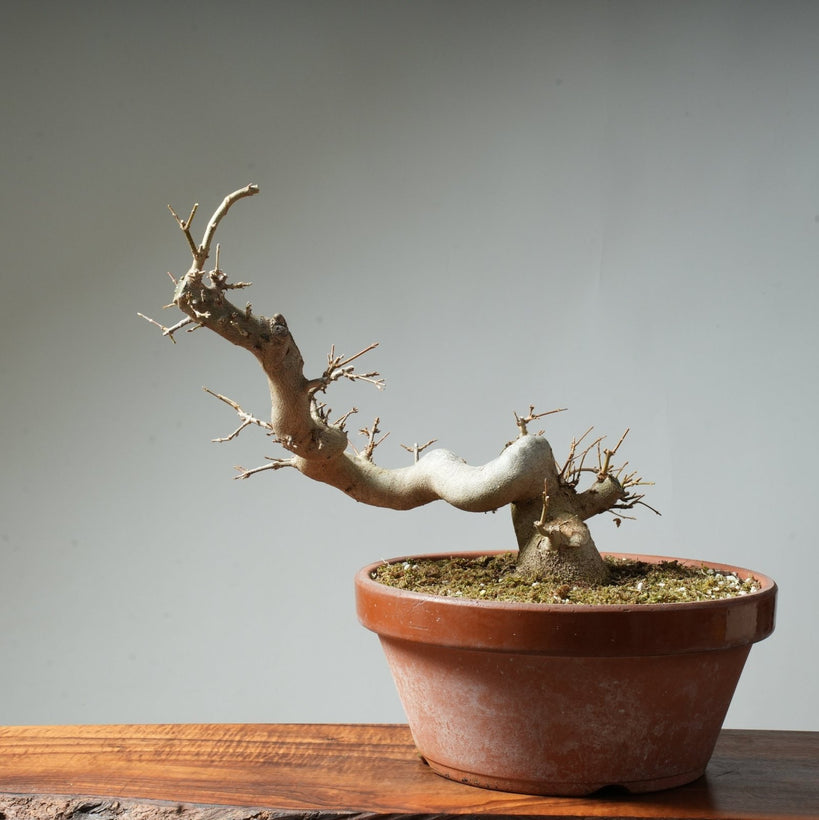 Best Bonsai for Outdoors