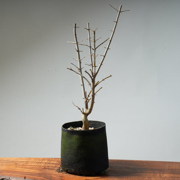 Trident Maple Pre - Bonsai #87 - Bonsaify