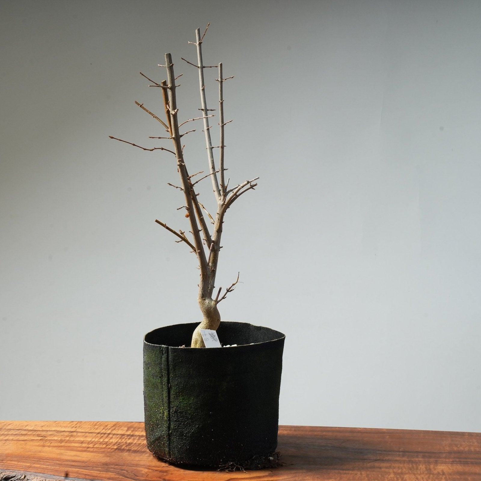 Trident Maple Pre - Bonsai #87 - Bonsaify