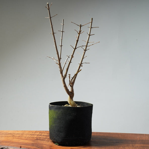 Trident Maple Pre - Bonsai #87 - Bonsaify