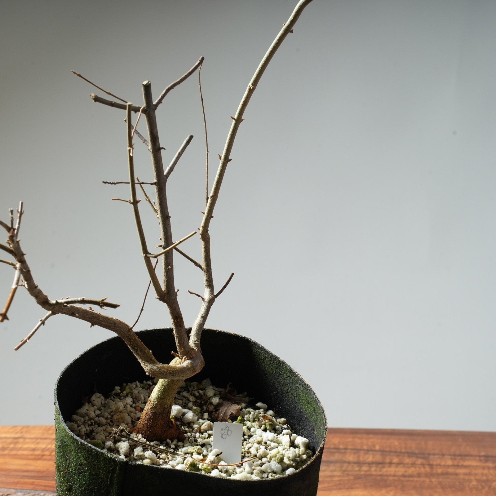 Trident Maple Pre - Bonsai #88 - Bonsaify