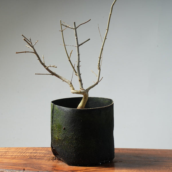 Trident Maple Pre - Bonsai #88 - Bonsaify