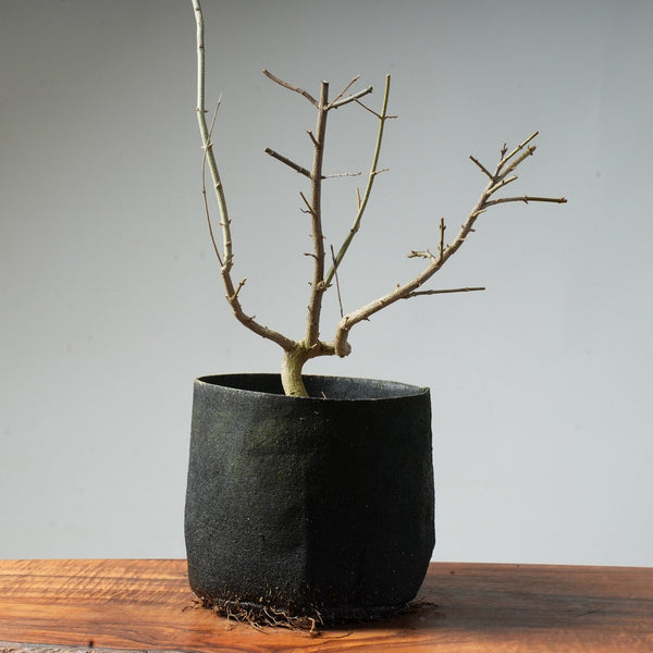 Trident Maple Pre - Bonsai #88 - Bonsaify