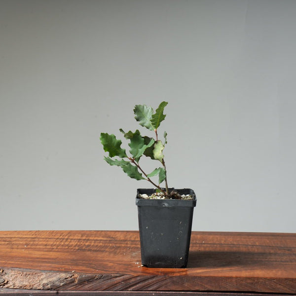 Valley Oak Bonsai #19 - Bonsaify