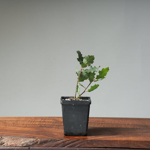 Valley Oak Bonsai #19 - Bonsaify