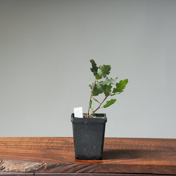 Valley Oak Bonsai #19 - Bonsaify