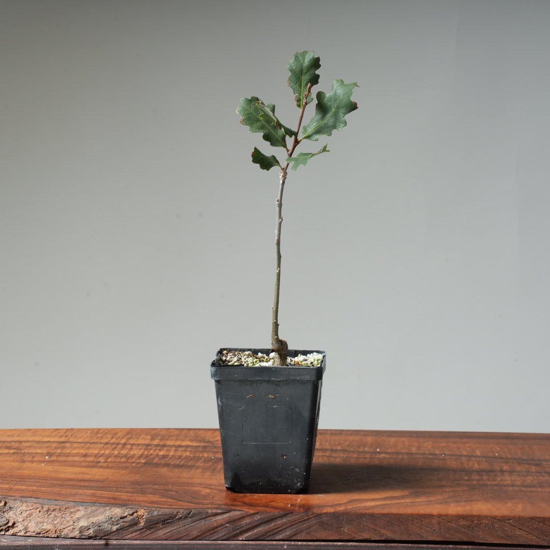 Valley Oak Bonsai #22 - Bonsaify