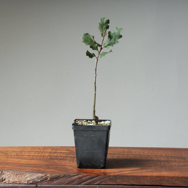 Valley Oak Bonsai #22 - Bonsaify