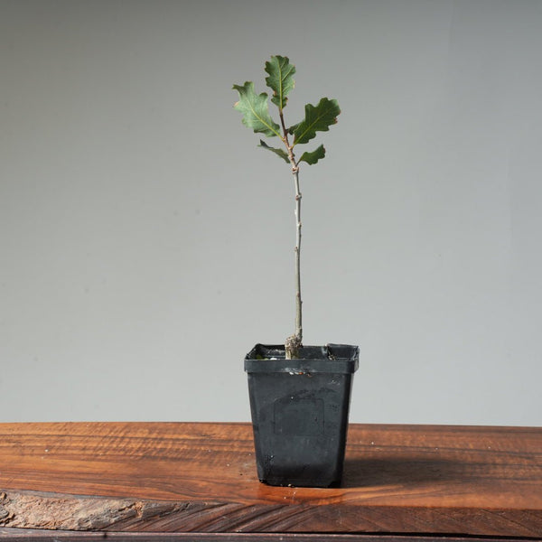 Valley Oak Bonsai #22 - Bonsaify