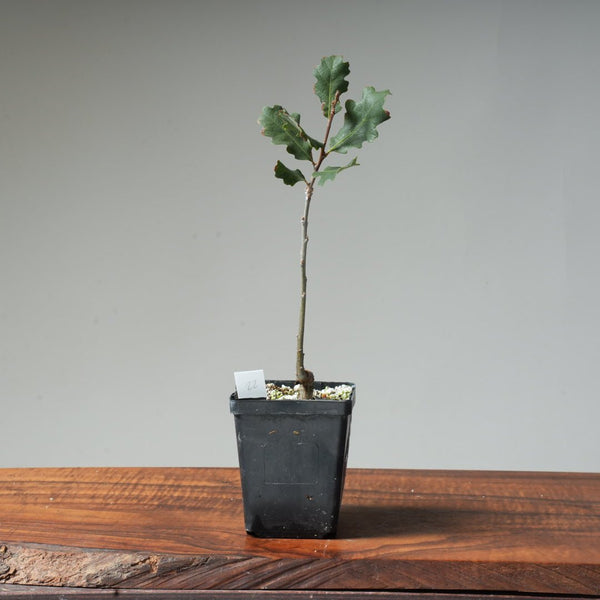 Valley Oak Bonsai #22 - Bonsaify