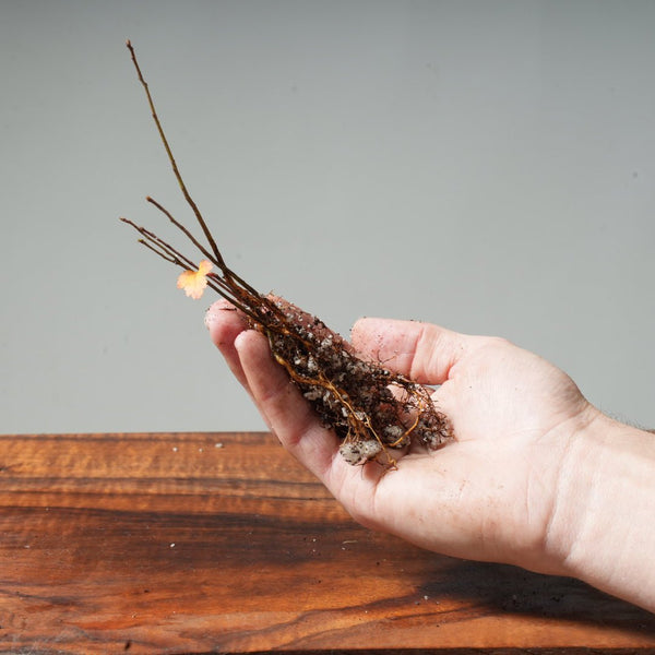 Washington Hawthorn Bare Root Bonsai Starters - Bonsaify