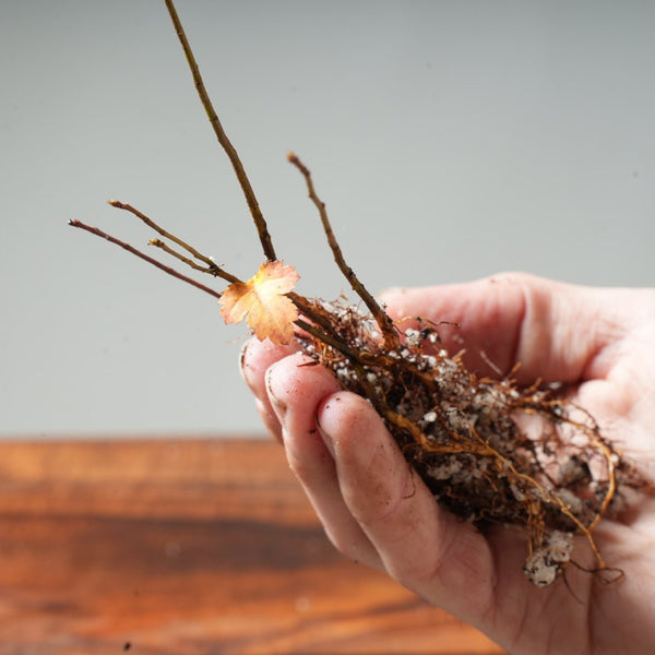 Washington Hawthorn Bare Root Bonsai Starters - Bonsaify