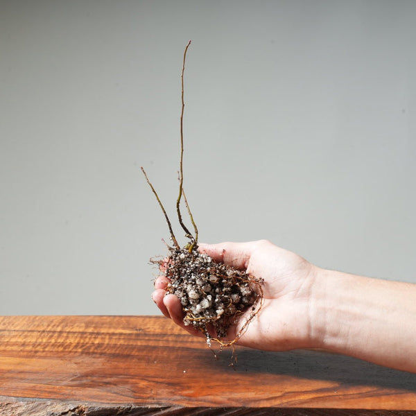 Washington Hawthorn Bare Root Bonsai Starters - Bonsaify