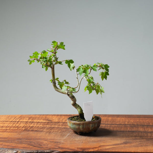 Washington Hawthorn Bonsai #226 - Bonsaify