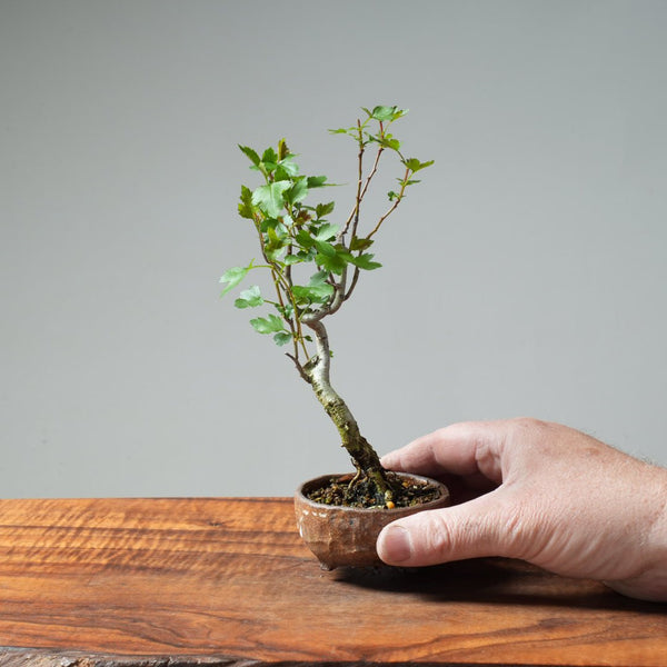 Washington Hawthorn Bonsai #228 - Bonsaify