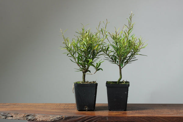 Willow-Leaf Ficus Bonsai Starters - Bonsaify